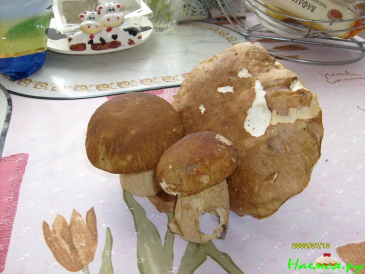 Мясные гнёзда с грибами