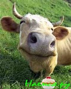 Молоко с медом