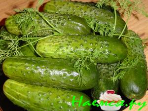 Огурцы малосольные с чесноком и хреном