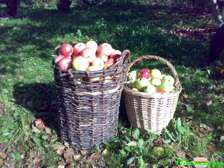 Яблочный самогон