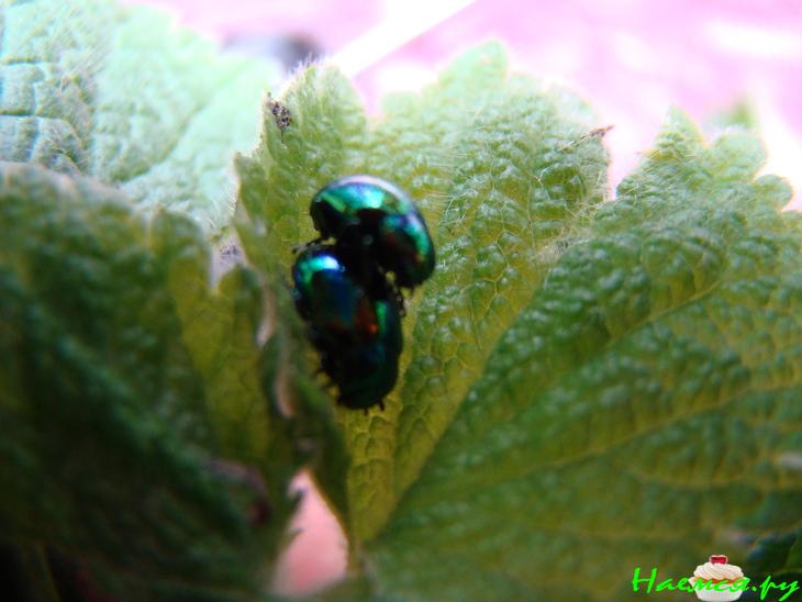 Шашлык "Фруктовый"