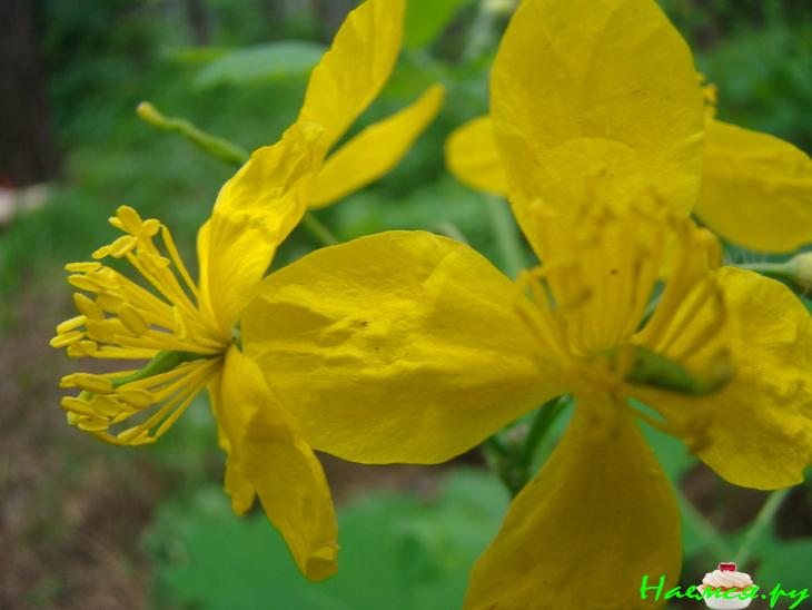 Шашлык "Фруктовый"