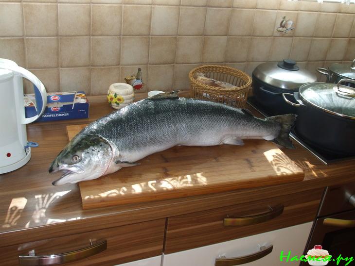 Свежесолёный лосось Свежесолёный лосось