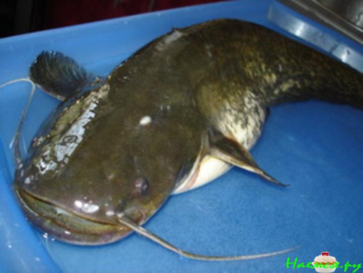 Сом под клюквенным соусом