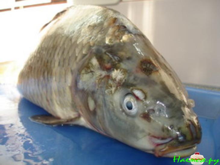 "Сазан запеченный в луке порее"