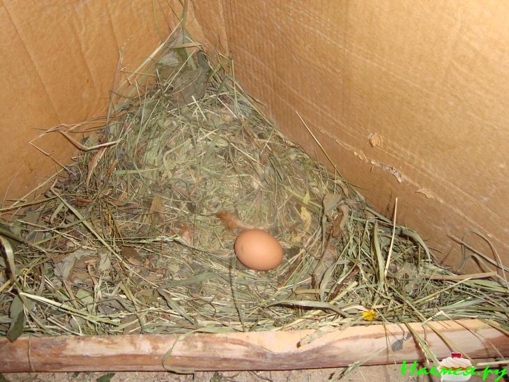 Супчик "Натурпродукт" с чесночными гренками