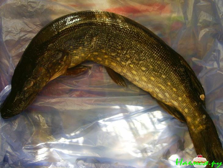 Котлеты из щучки