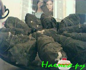 Долма обыкновенная