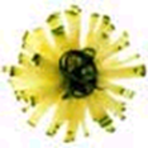 Астры из кабачка (цуккини)