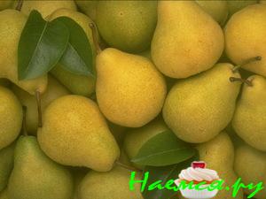 Груши в анисовом сиропе и шоколаде