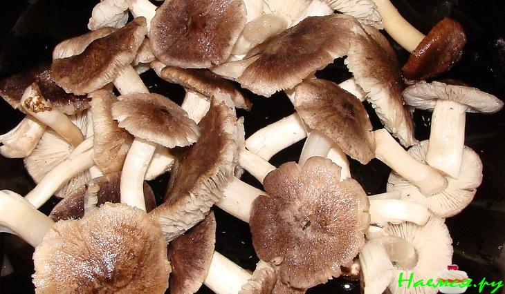 Полента с грибами 