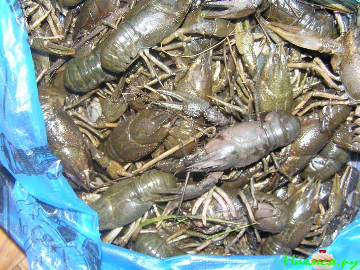 Раки в квасе Раки в квасе