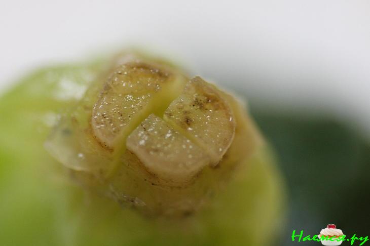 Шпинат. Закуска для Самурая Шпинат. Закуска для Самурая