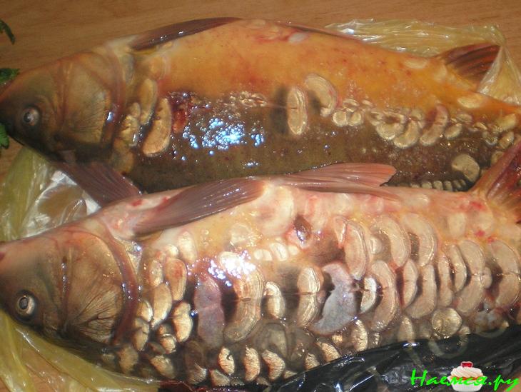 Уха по-тираспольски - генеральская