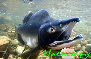 Горбуша в масле