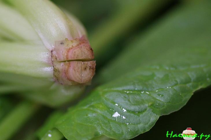 Шпинат. Закуска для Самурая Шпинат. Закуска для Самурая