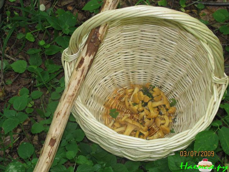 Грибной супчик