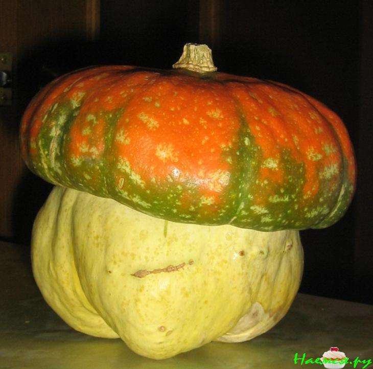 Тыква с машем