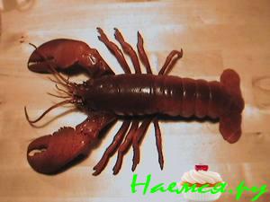 Омар 'Ньюбург'