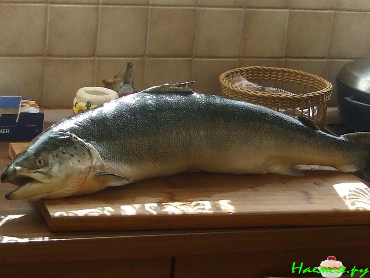 Свежесолёный лосось Свежесолёный лосось