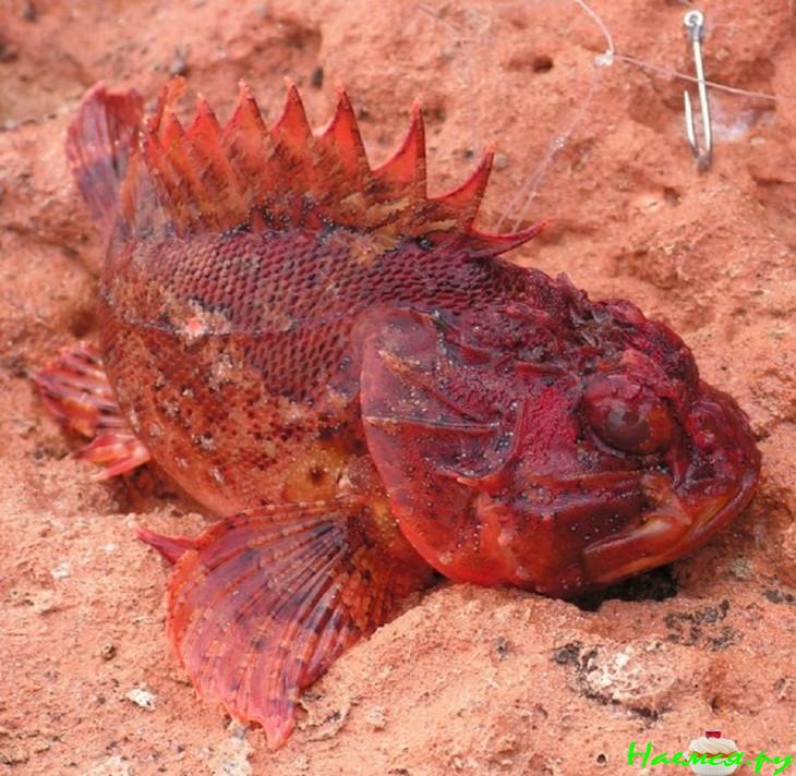 Салат и рулет из морского окуня