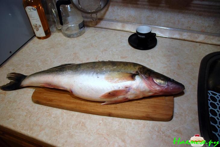 Судак от SCORPY Судак от SCORPY