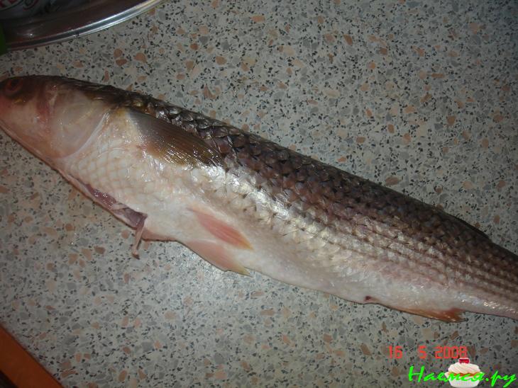 Рыбный день, ну очень рыбный