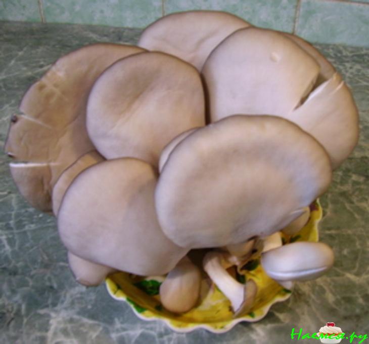 Грибной суп-пюре