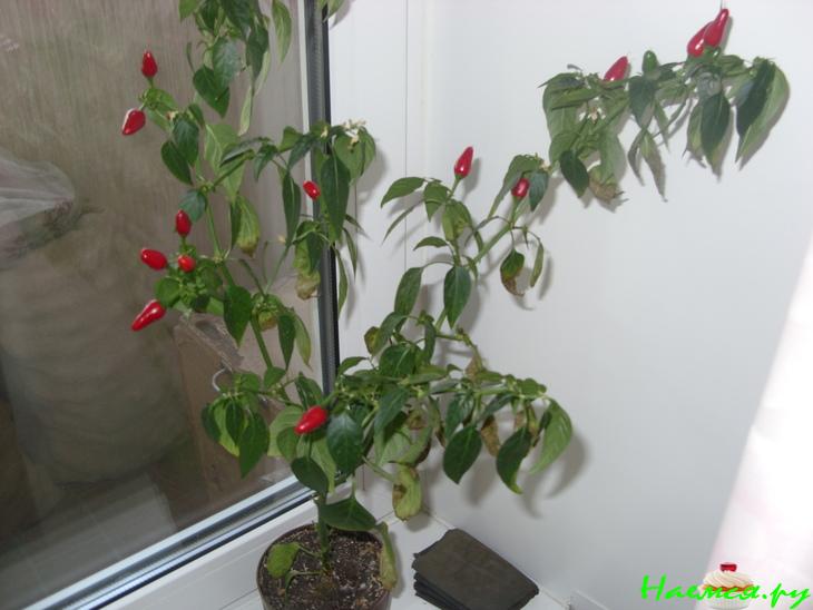 Моя соляночка в горшочке (вариант) Моя соляночка в горшочке (вариант)