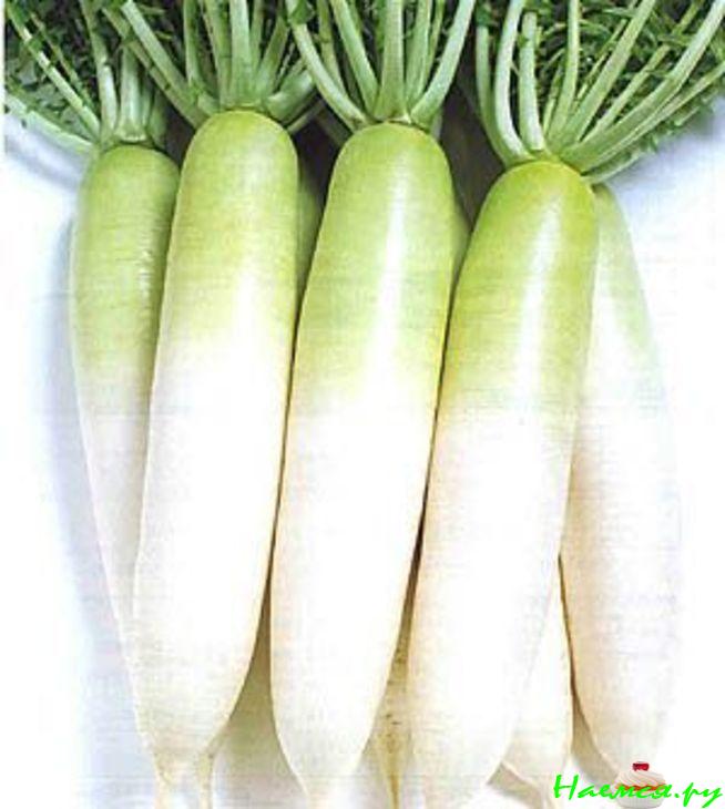 Дайкон - бОльшой корень!