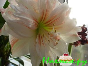 Разговление