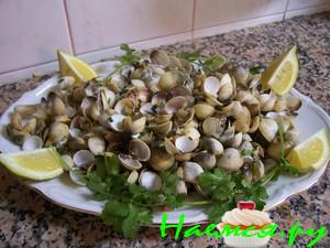 Ракушки Морские