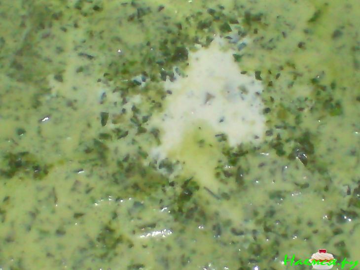 Рыба под "шубой" из шпината