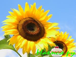 Пирог-Подсолнух