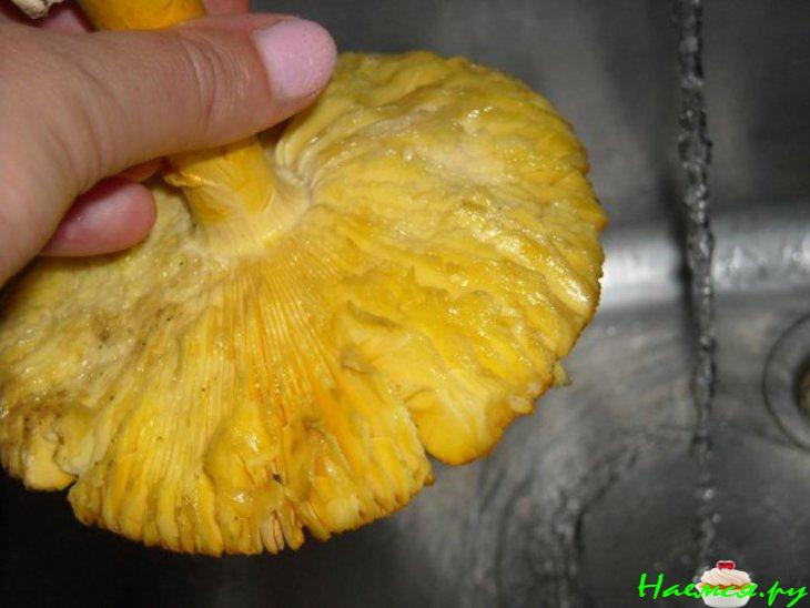 Салат из сырых кесаревых грибов