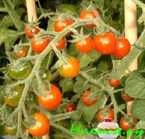 Салат на зиму маринованный Салат на зиму маринованный