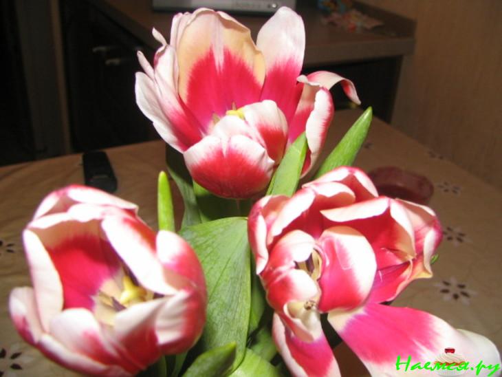 Торт "Белая ночь"