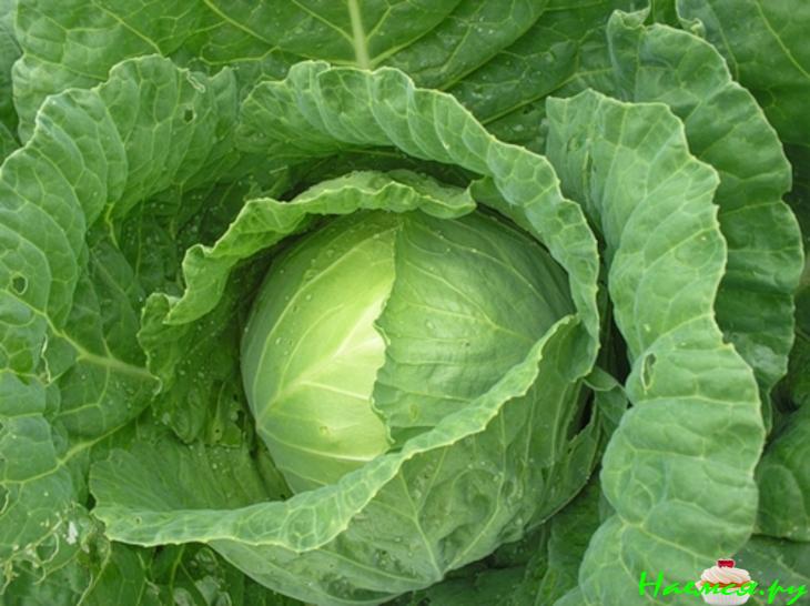 Капуста квашенная (заготовка)