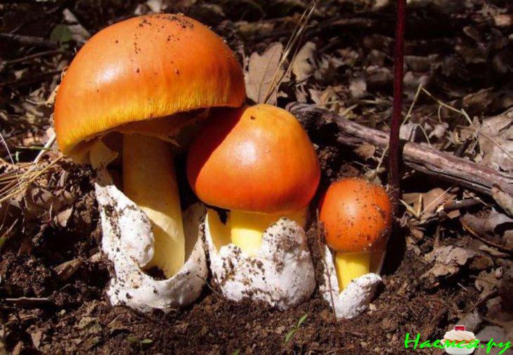 Салат из сырых кесаревых грибов