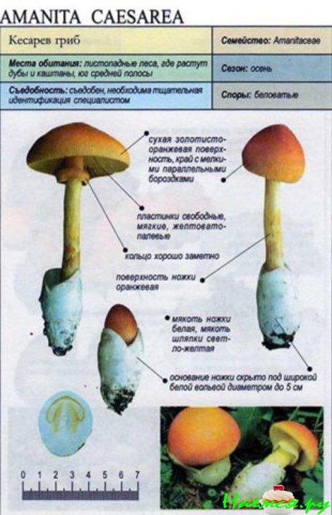 Салат из сырых кесаревых грибов