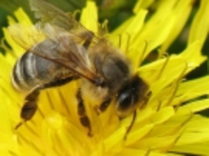 Варенье "Одуванчиковый мед"