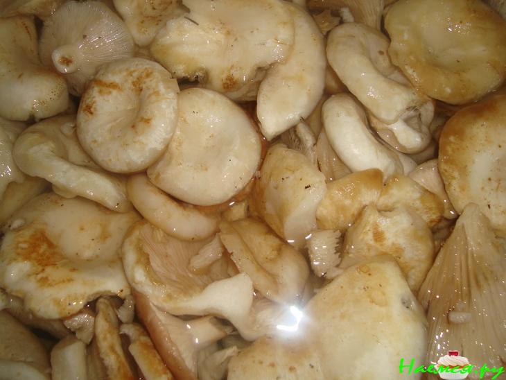 Засолка груздей Засолка груздей