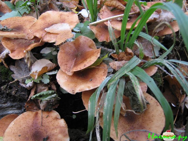 Маринованные лесные грибочки