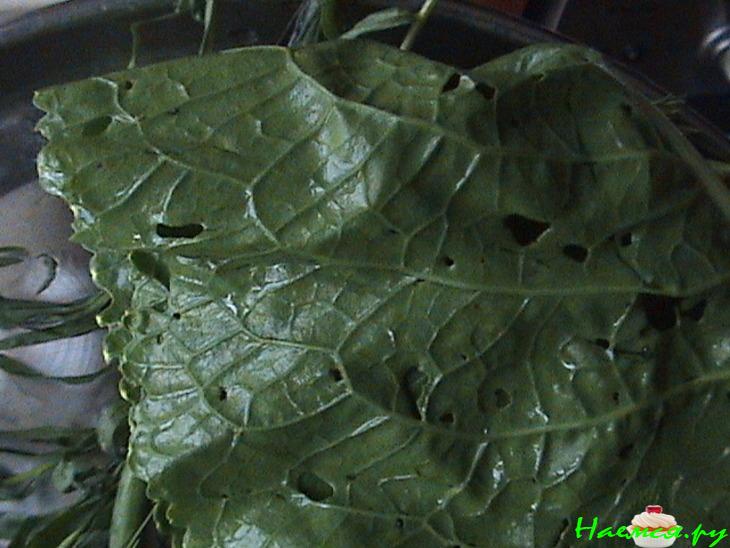 Малосольные огурчики с хреном