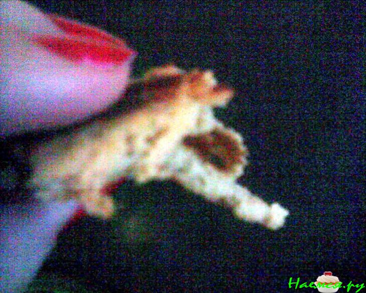 Сдобные гречневые блины