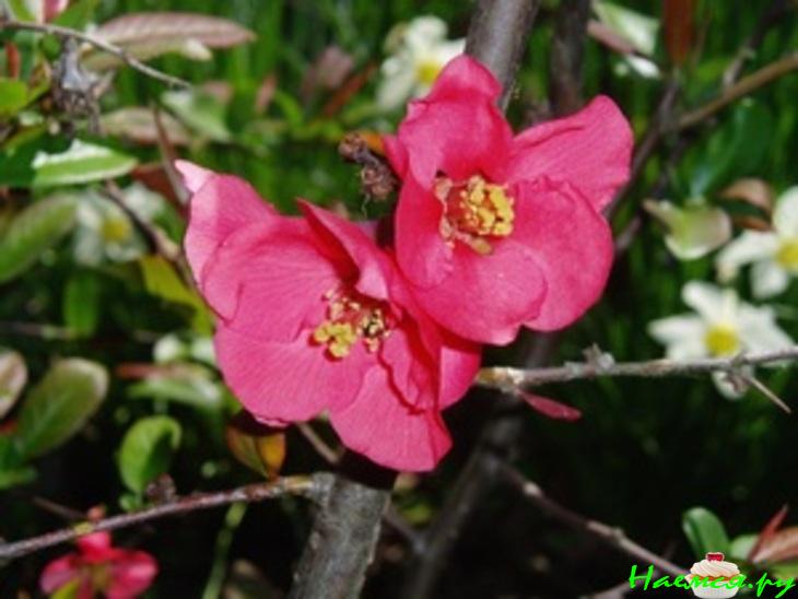 Песнь хеномелеса Песнь хеномелеса