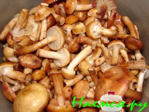 Маринованные опята