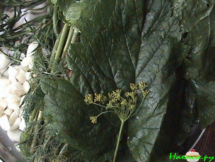 Малосольные огурчики с хреном