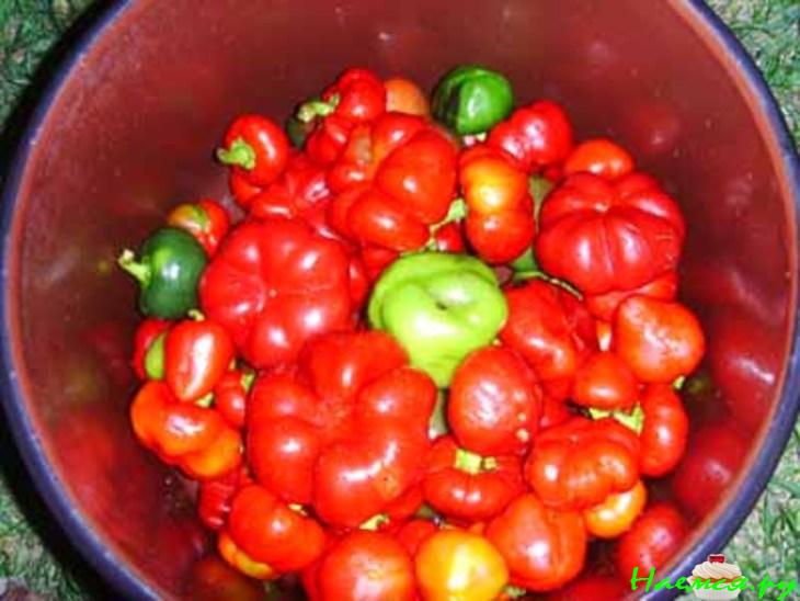 Царская турша (Царска туршия)