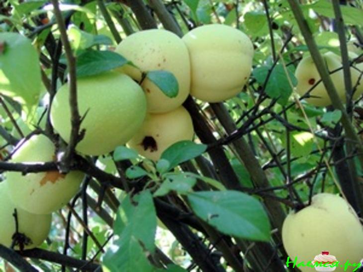 Песнь хеномелеса Песнь хеномелеса